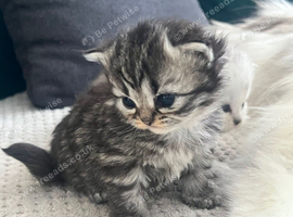 Beautiful Purebred Persian Kittens for Sale