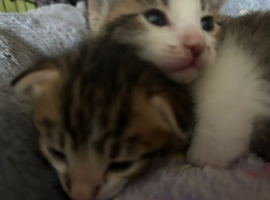 Tabby kittens