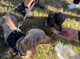 2 dachshunds