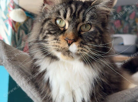 Active registered Mainecoon Queen for sale