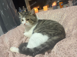 Male cat