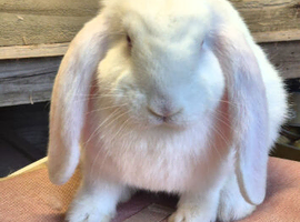 French lops available