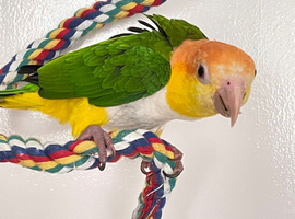 Female yellow thigh Caique hand tame cute pet bird