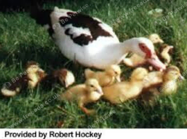 this years birds