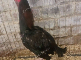 Aseel cockreal