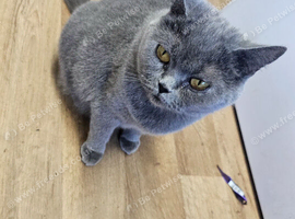 Blue girl