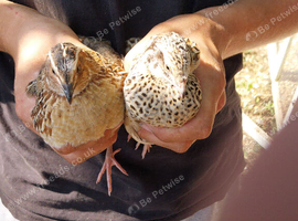 5 pairs of pol quail 1 m 1 f pairs
