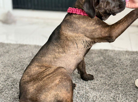 Beautiful 8 month old female