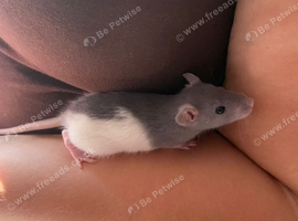 6 week baby rats available