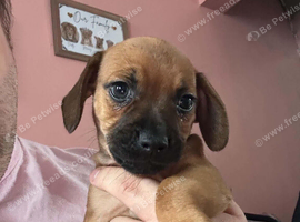 Dachshund puppy boy for sale 9weeks