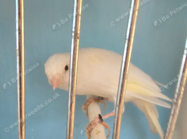 Scotch fancy canary male