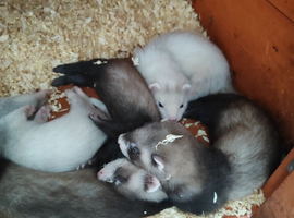 6 weeks old polecats and silver Grays Hobs and Jill's . ready to go on the 24th of June