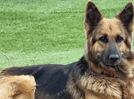 German shepherd puppies looking for forever home