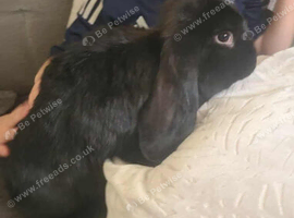 Giant french lops