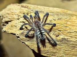 Tarantulas spiderlings !