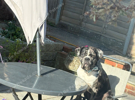 *rehome* our 11 month old beautiful cane corso x old tyme English bulldog