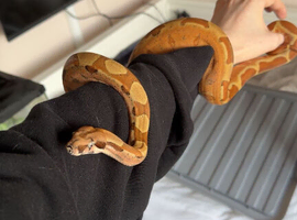 Hypo boa constrictor