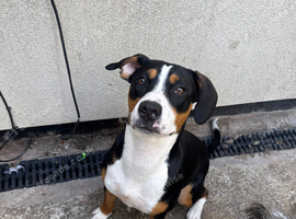 swiss mountain dog .
