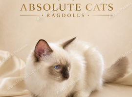 TICA REGISTERED Ragdoll Cats
