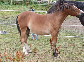 Stunning colt dartmoor