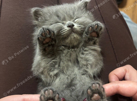 British blue short haired kittens ready 4/10/26