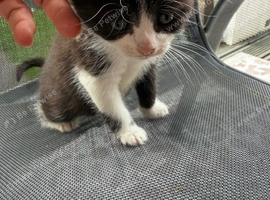 Adorable 8-Week-Old Kittens