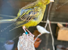 4 fifa canaries