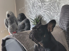 African Grey
