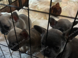 Four beautiful pups