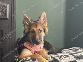 German Shepherd cross Malamute