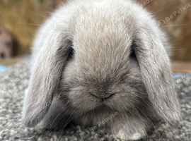 Dwarf Lop Babies