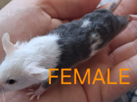 MALE & FEMALE FANCY MICE