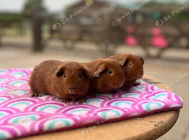 Three lovely baby boys looking for new homes