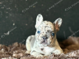 Beautiful pedigree French bulldog puppies