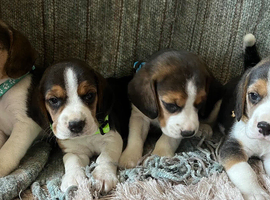 Full show type beagles