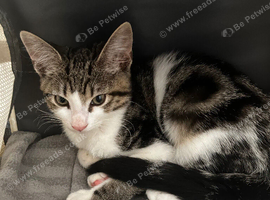 Sphinx mix kitten looking for a new home