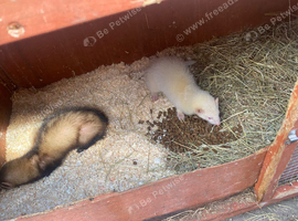 Two little girls one boy ready for loving home