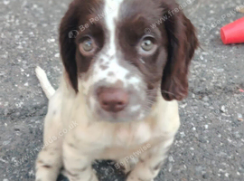 looking for ever home