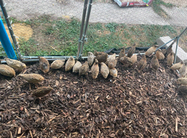 Common quail