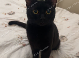 Male cat