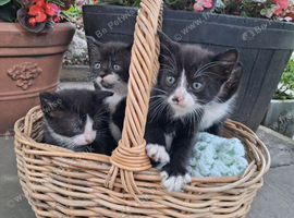 Adorable black and white kittens