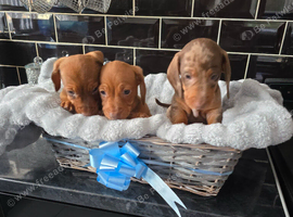 Dachshund