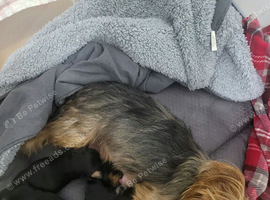 Full breed Yorkshire terrier puppys