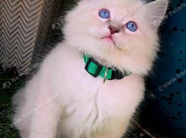 Pure Ragdoll kittens Available for sale