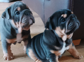 KC registered bulldogs
