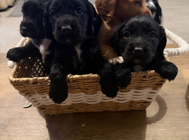 Working cocker spaniel puppies 3 girls 1 boy