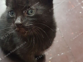 Cute 10‑week‑old kitten &mdash; ready for a new home.