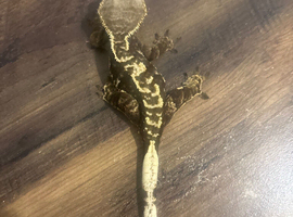 3 female crested geckos
