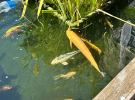 Pond fish for sale