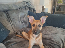 German Shepherd X Malinois